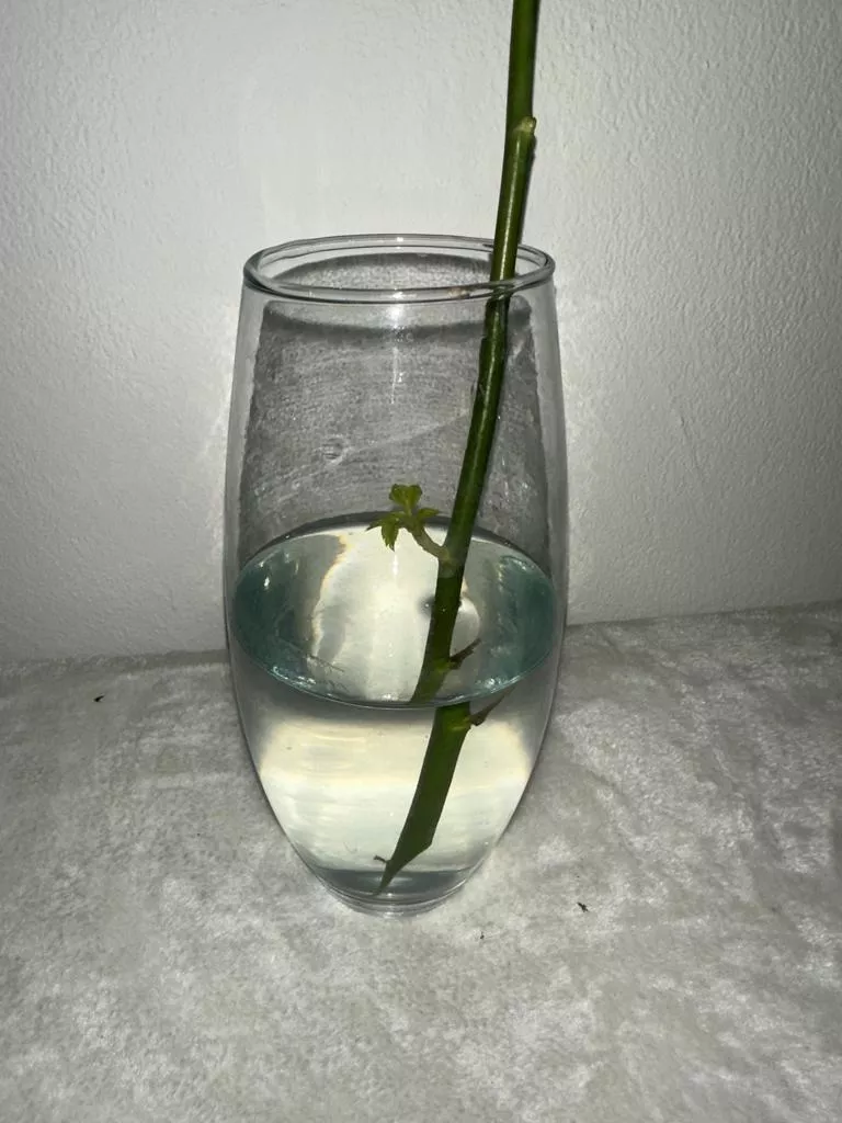 Reines Wasser für Pflanzen