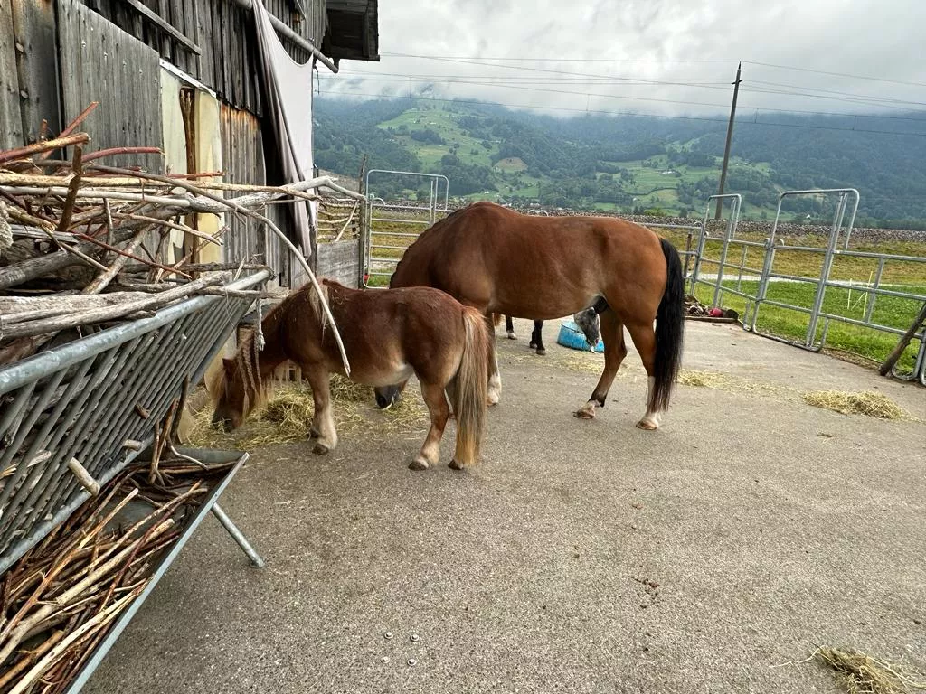 Reines Trinkwasser für Tiere